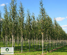 Trees create relaxing space at Whiteley Shopping Centre