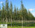 Trees create relaxing space at Whiteley Shopping Centre 0