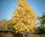 Unique specimens - special variety trees and shrubs 3