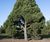 Unique specimens - special variety trees and shrubs 4