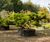 Unique specimens - special variety trees and shrubs 5