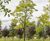 Unique specimens - special variety trees and shrubs 6