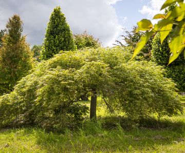 Unique specimens - special variety trees and shrubs