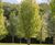 Unique specimens - special variety trees and shrubs 1
