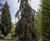 Unique specimens - special variety trees and shrubs 7