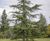 Unique specimens - special variety trees and shrubs 8