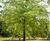 Unique specimens - special variety trees and shrubs 9