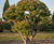Unique specimens - special variety trees and shrubs 10