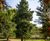 Unique specimens - special variety trees and shrubs 11