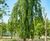 Unique specimens - special variety trees and shrubs 12