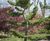 Unique specimens - special variety trees and shrubs 13