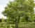 Unique specimens - special variety trees and shrubs 14
