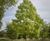 Unique specimens - special variety trees and shrubs 15
