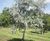 Unique specimens - special variety trees and shrubs 16