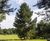 Unique specimens - special variety trees and shrubs 17
