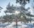 Unique specimens - special variety trees and shrubs 18