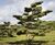 Unique specimens - special variety trees and shrubs 19