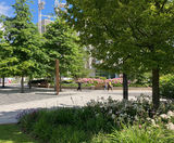 Specimen trees for urban regeneration - White City, London - on this page