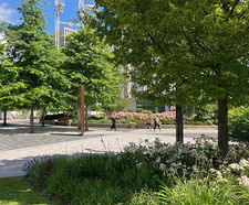 Specimen trees for urban regeneration - White City, London