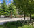 Specimen trees for urban regeneration - White City, London 0