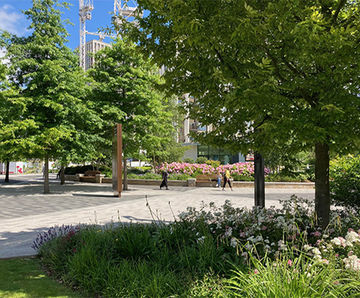 Specimen trees for urban regeneration - White City, London