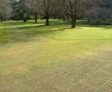 Gridforce pavers reinforce temporary car park at nursery - on this page