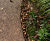 CORE DATUM EDGE - heavy-duty steel landscape edging - commercial 4