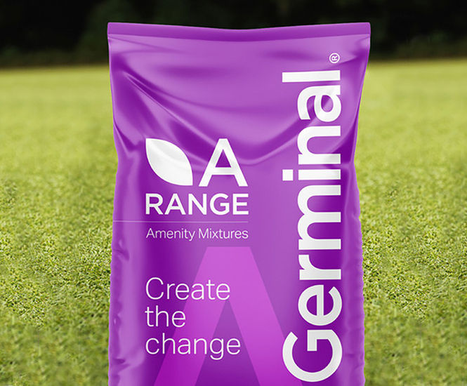 A11 Golf Greens - overseeding grass mixture