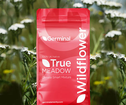 RE1 Traditional Hay Meadow (MG5 Grassland) - seed mixture