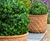 Pineapple - lightweight fibreglass planters 4
