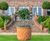 Pineapple - lightweight fibreglass planters 6