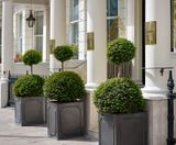 Stuart - lightweight fibreglass outdoor planters - on this page