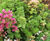 Wildflower Mat - low-maintenance pre-grown grass mat for green roofs 1