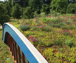 Wildflower Mat - low-maintenance pre-grown grass mat for green roofs