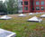 Wildflower Mat - low-maintenance pre-grown grass mat for green roofs 3