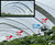 University uses BF5 Sunshine Sensor in greenhouse solar panel research 1