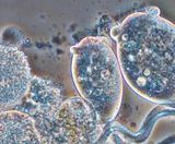 ANITA™ Mox - MBBR sidestream ammonia treatment - on this page