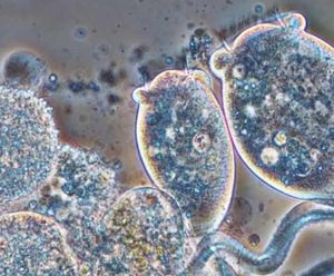 ANITA™ Mox - MBBR sidestream ammonia treatment