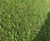 Species Rich Turf - 80/20 blend of wildflowers and grasses 2