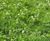Species Rich Turf - 80/20 blend of wildflowers and grasses 1