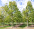 Climate-change-resistant trees for cities 4