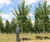 Climate-change-resistant trees for cities 3