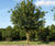 Climate-change-resistant trees for cities 2