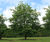 Climate-change-resistant trees for cities 1
