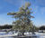 Climate-change-resistant trees for cities 5