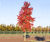 Climate-change-resistant trees for cities 9