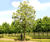 Climate-change-resistant trees for cities 6
