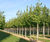 Climate-change-resistant trees for cities 10
