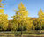 Climate-change-resistant trees for cities 7
