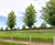 Climate-change-resistant trees for cities 8